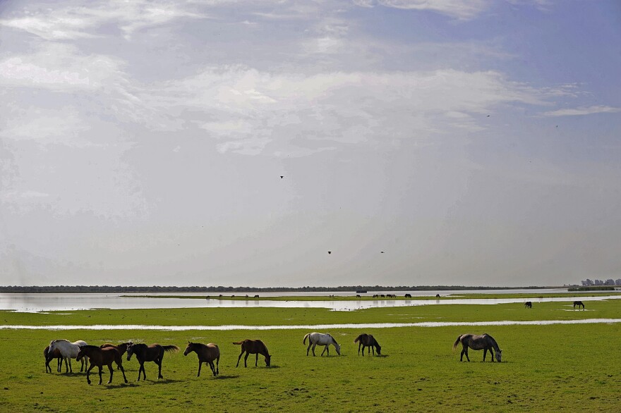 Wild horses graze at the Doñana National Park, in the Guadalquivir delta, in southern Spain. Last year, UNESCO threatened to put Doñana on its so-called 'Danger List' of World Heritage Sites where wildlife or conservation are at risk.