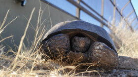 Desert Tortoise Wildlife Crossing