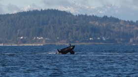 An orca whale breaches the surface of the water off Seattle on Friday, Jan. 16, 2026. The whale was part of a pod that swam by the West Seattle neighborhood, attracting onlookers to shore. (AP Photo/Manuel Valdes)