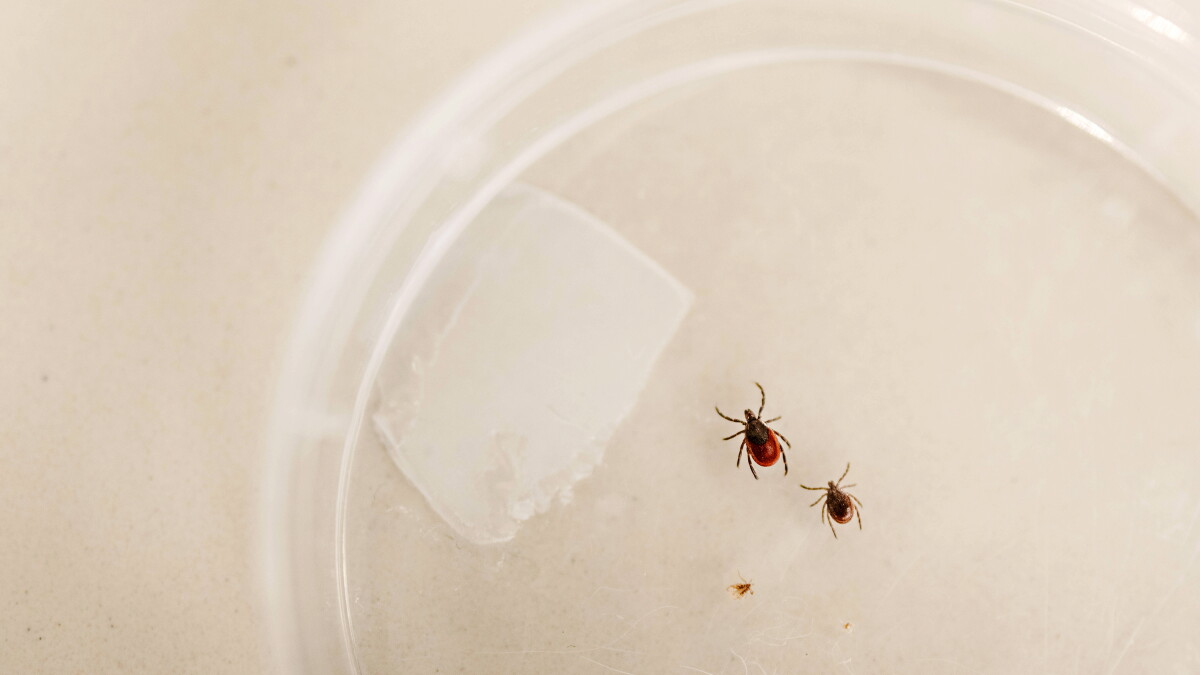 4 CT residents test positive for rare Powassan virus, which comes from tick bites - Vimarsana News