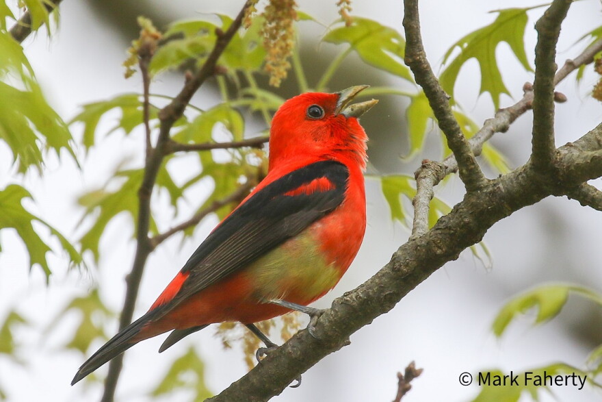 Scarlet Tanager