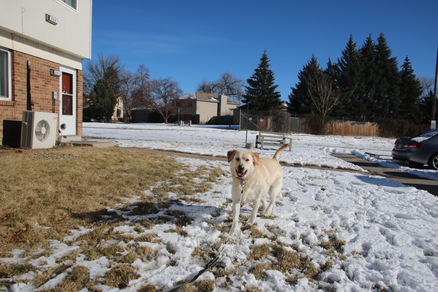 A large golden retriever-german shepherd mix, with his tongue flapping out of his mouth, runs across a snowy yard. There are apartments to the left of him. 