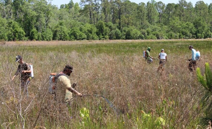 Crews spray torpedograss, a highly invasive plant, in April 2025. There are five men spraying in a big field.