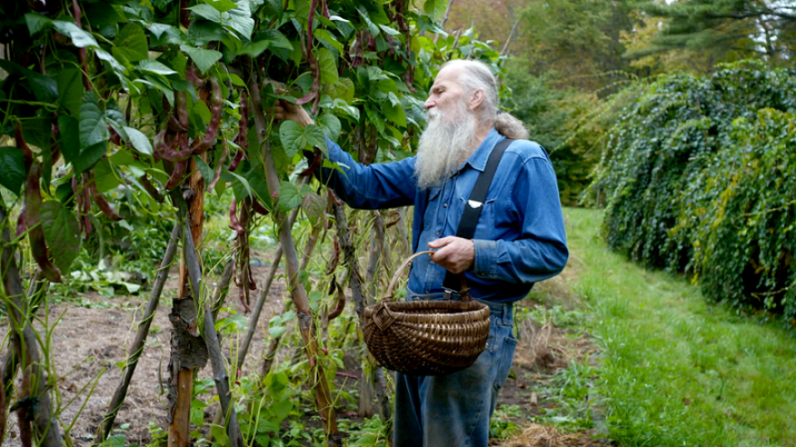 collecting of vegetables