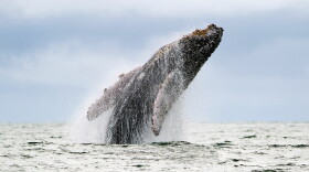 A Humpback whale jumps in the surface of the ocean. (Luis Robayo/AFP via Getty Images)
