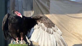 Tito is a turkey vulture who serves as an educational "ambassador" for the North Sky Raptor Sanctuary in northern Michigan. He's also a big hit at the annual Turkey Vulture Trot at Thompsonville's Crystal Mountain. (Photo provided)