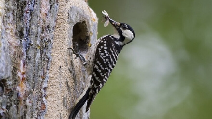 A red-cockaded woodpecker finds her lunch