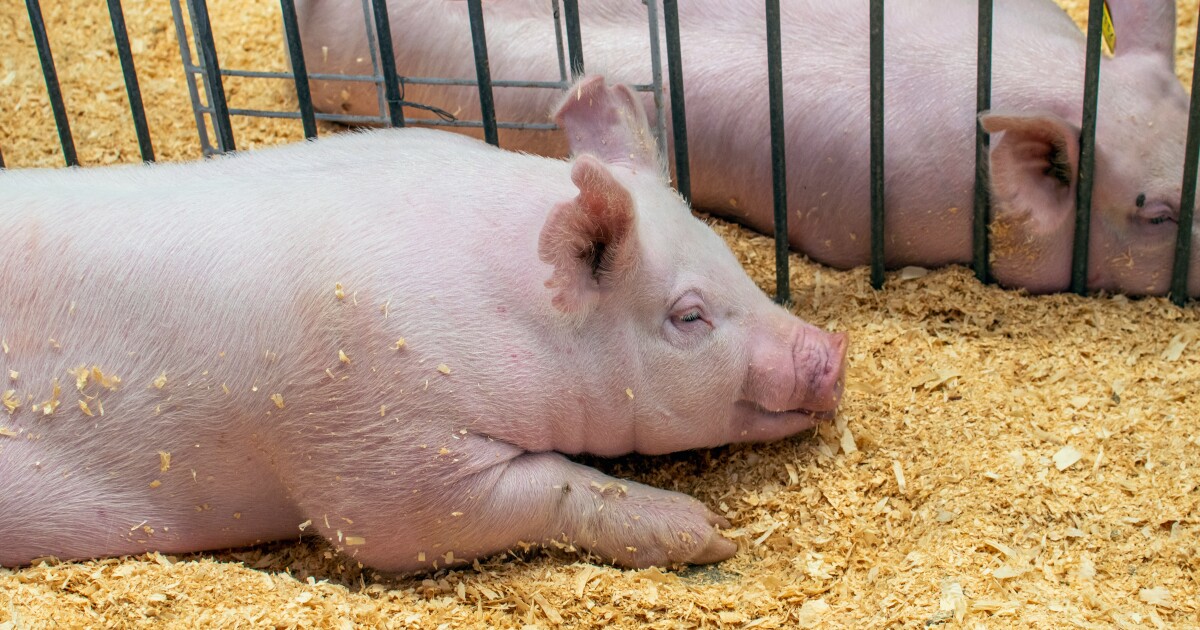 Swine flu case confirmed in Kent County Youth Fair participant