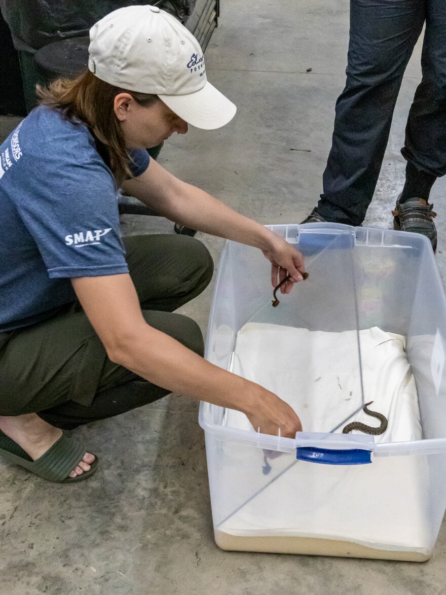 A student researcher is placing a pane of plexiglass over an eastern massasauga in a container.