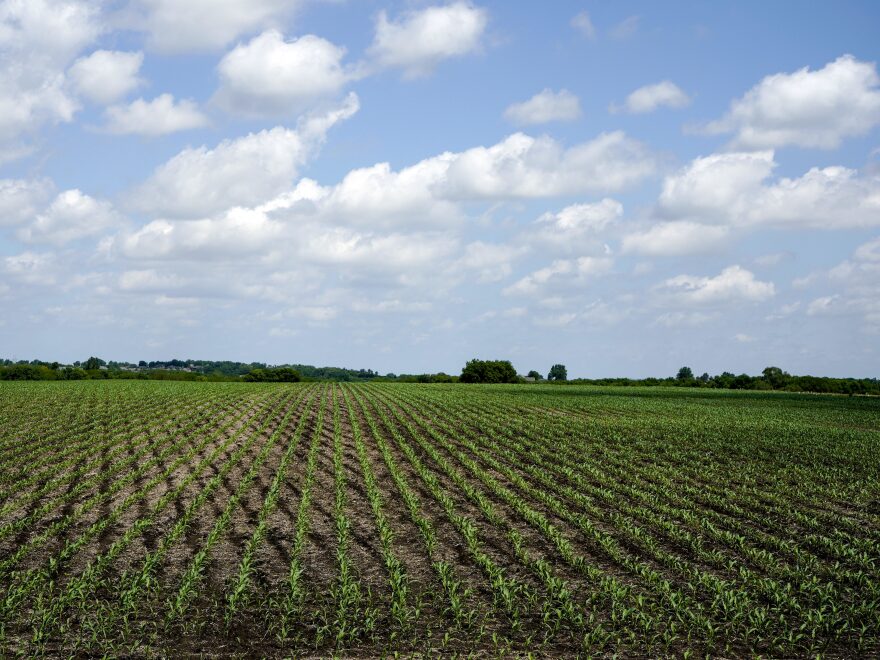 Here, young corn plants grow in a field in rural Ashland, Neb. Thursday afternoon the House passed its version of the farm bill, including controversial work requirements for many SNAP recipients.