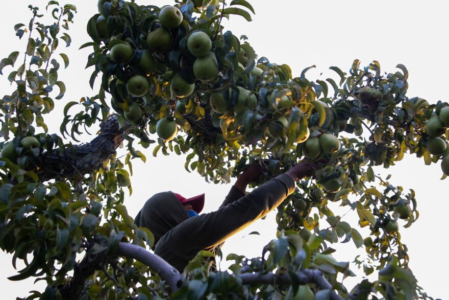 Wenatchee’s pear harvest is in full swing as migrant workers pick fruit in local orchards Sept. 12, 2025.