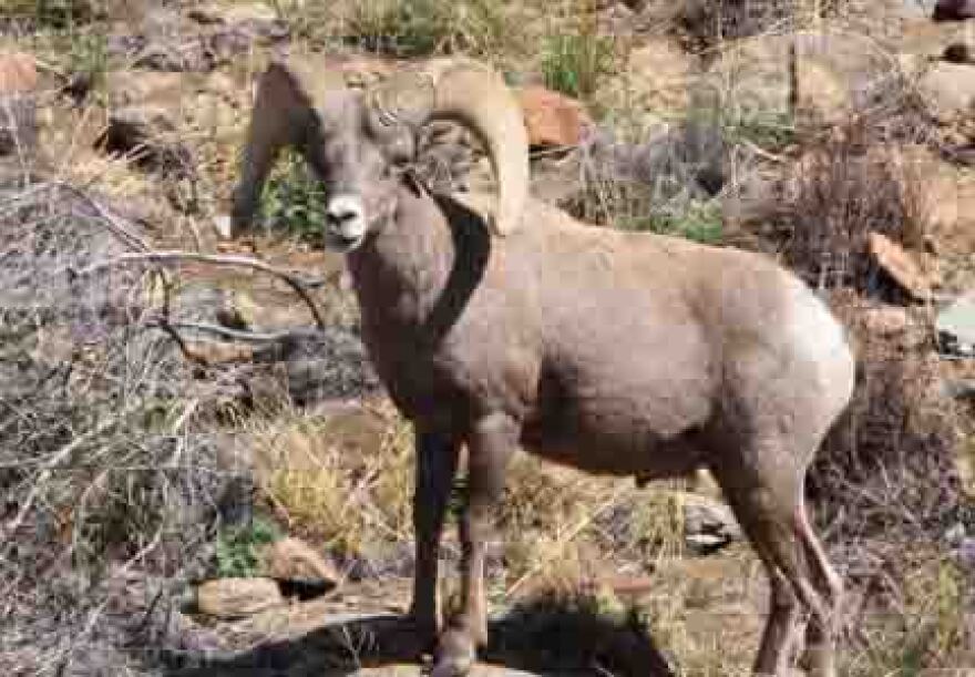 bighorn1