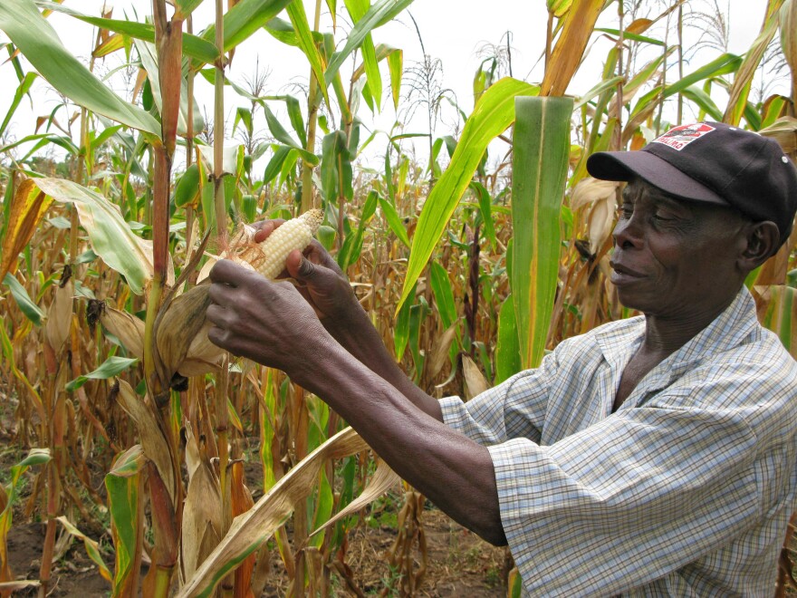 Joseph Dzindwa checks his hybrid maize crop in Catandica, Mozambique, earlier this year.