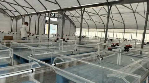 The nursery for fledgling coral in Summerland Key.