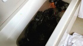 clothes in a bathtub