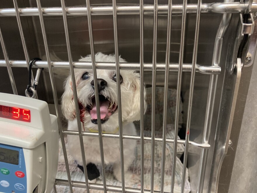 A dog awaits medical attention at For Paws Animal Hospital in North Canton