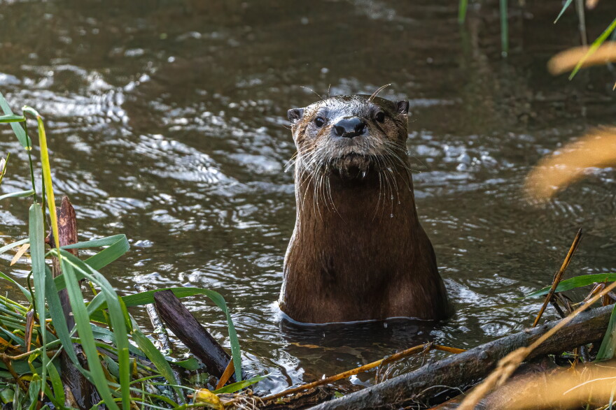 North American River Otter (Lontra canadensis)