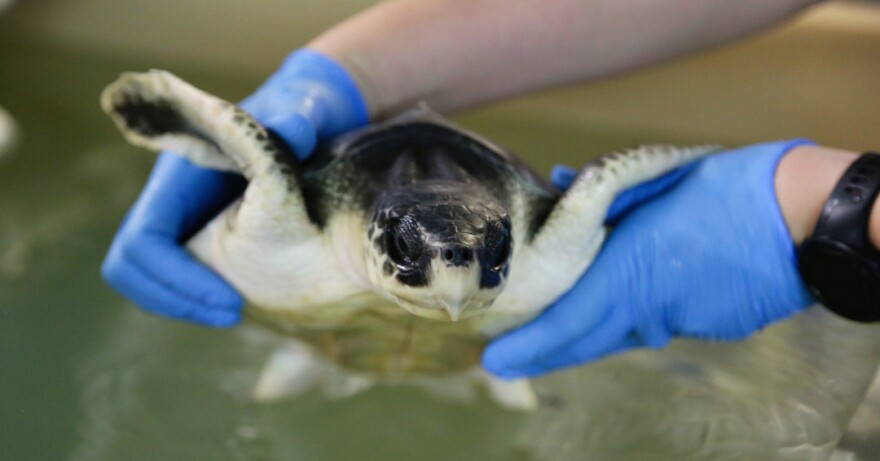 Frigid temperatures during the holidays resulted in hundreds of cold-stunned and stranded sea turtles. Officials say three North Carolina Aquariums are caring for about 250 sea turtles.
