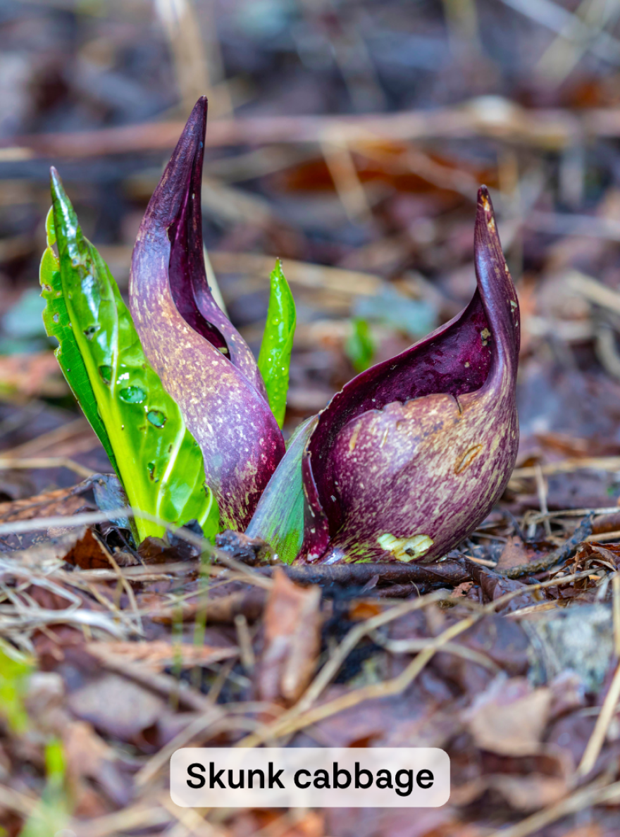 A skunk cabbage blooms during spring. It has purplish blooms that have an opening on one side. Its bright green leaves emerge next to the flower. The image is captioned "Skunk Cabbage".