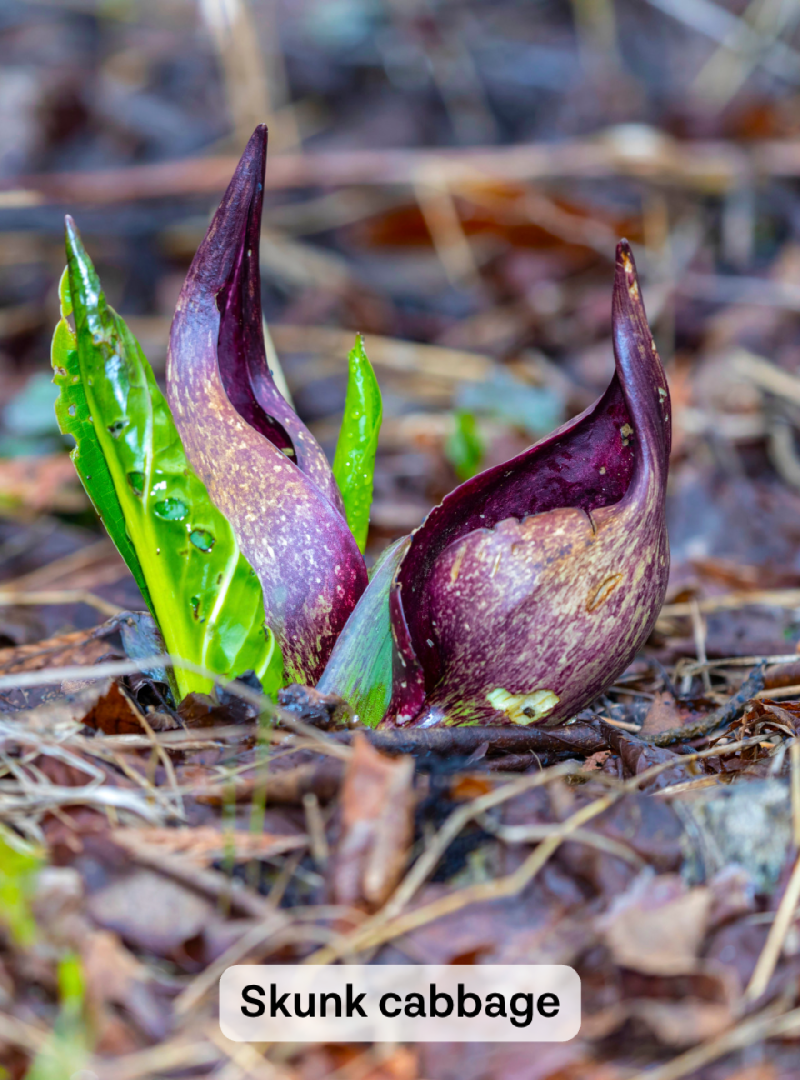 A skunk cabbage blooms during spring. It has purplish blooms that have an opening on one side. Its bright green leaves emerge next to the flower. The image is captioned "Skunk Cabbage". 