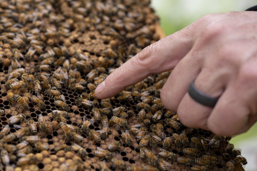 Honeybee colonies can't grow in size forever. Eventually, a schism occurs and half of the colony leaves in search of a new nest site.