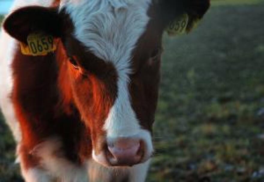 The proposed NBAF lab at in Manhattan, Kan., would guard the nation's food supply against diseases like bird flu and Mad Cow disease.