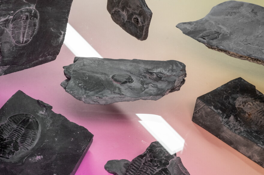 Bones And Rocks Bones, teeth and really old rocks: How finding fossils takes me out of ...
