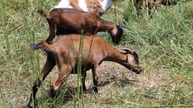 Goat crews clearing brush at River Hills Park in Irving, July 21, 2026.
