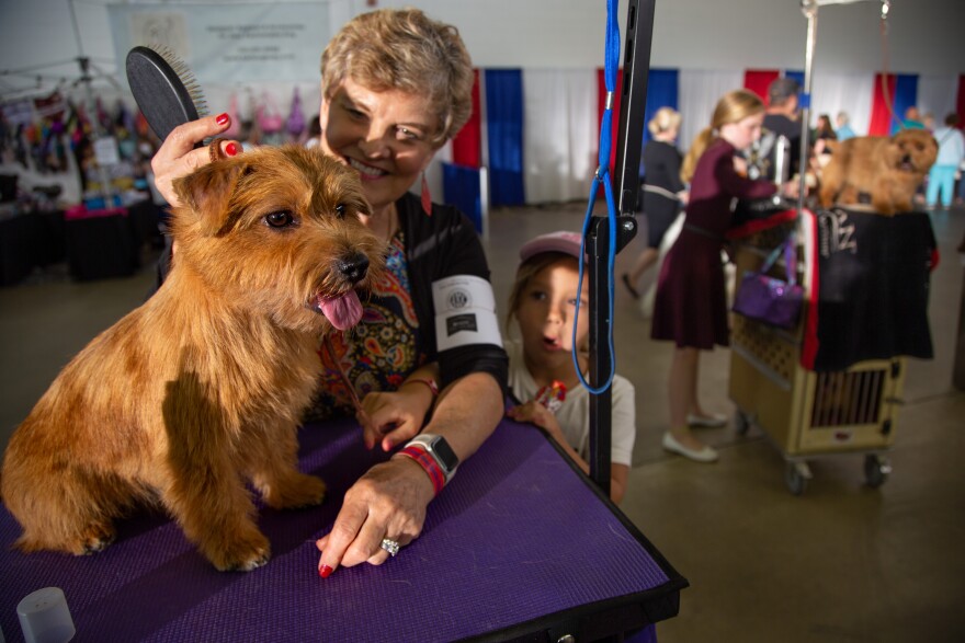 A contestant grooms her Norfolk Terrier before competing for Best of Breed at the Lone Star State Classic Dog Show in Dallas, Texas. Dogs are judged against the breed standard, rather than the other competing dogs.