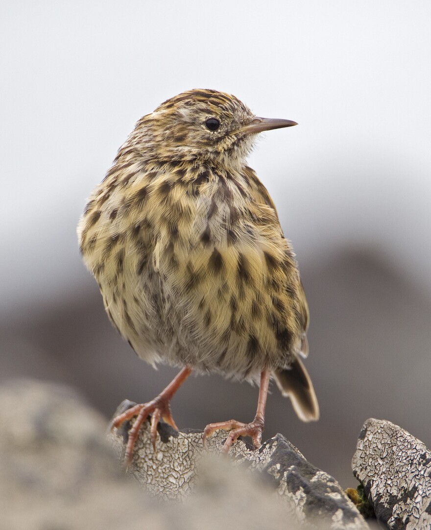 The South Georgia pipit, seen posing for a glamour shot earlier this year, had been among the species hardest hit by the island's invasive rodents.