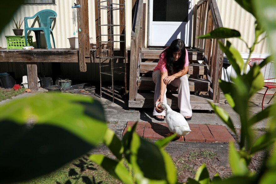 Jackie Leonis feeds a duck, named Aflack by the neighborhood, outside of her home in the Lamplighter Mobile Home Community in Gainesville, Fla., Nov. 18, 2017. Following Hurricane Irma, her utility bill doubled due to GRU estimates and forced her to cut down on several expenses, including food for her pets. "It feels like you can't get out of it," said Leonis, who lives on a fixed income of $1200 a month. "You try to put a little money away to make a better life for yourself and then some emergency comes along." (Photo by Andrea Cornejo)