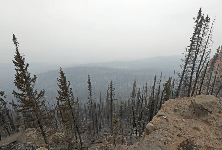 Burned trees fill a smoke-filled valley as far as the eye can see after a wildfire moved through the area on June 25, 2017, outside Panguitch, Utah. (George Frey/Getty Images)