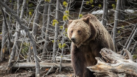 A grizzly bear at Yellowstone National Park in 2017.