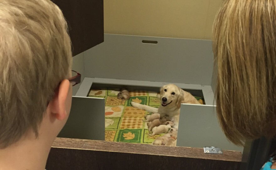 4 Paws for Ability