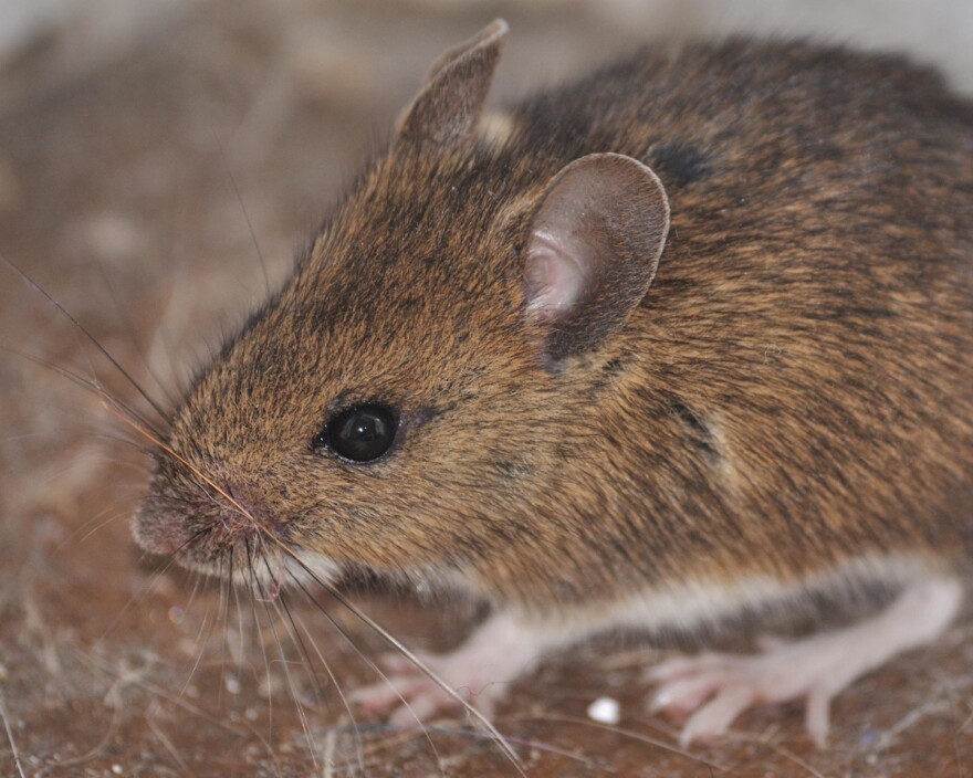 Research in mice may be a step towards improving brain function later in life for humans.