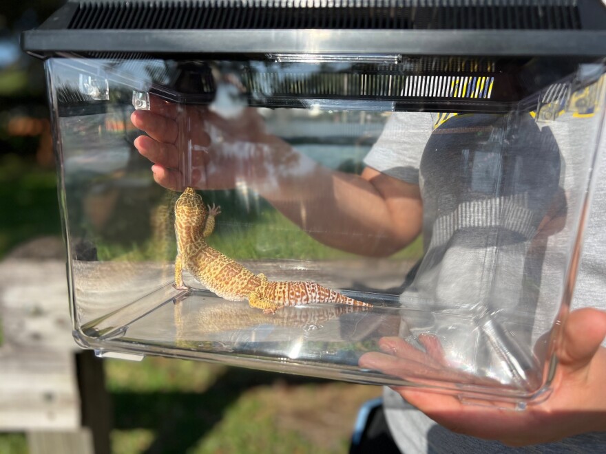 Elementary school teacher Lissie Zimmerman is helping her class pet, a leopard gecko named Princess Sophia, evacuate from the storm.