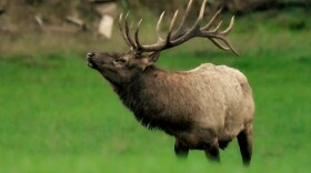  A bull elk at the Pigeon River Country State Forest. Elk were wiped out in Michigan.  In 2019, the elk population was estimated at nearly 1,200.