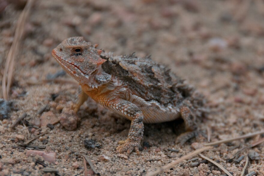 Short Horned Lizard