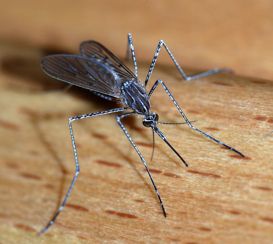 A close-up photo of a female mosquito of the Culicidae family (Culiseta longiareolata) about 10mm length on a wooden surface