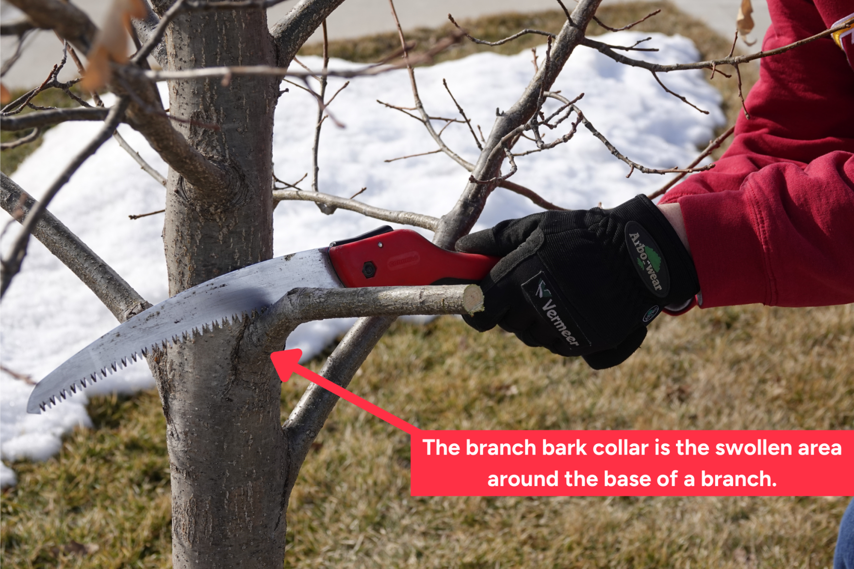 Pruning oak trees to avoid oak wilt | Iowa Public Radio