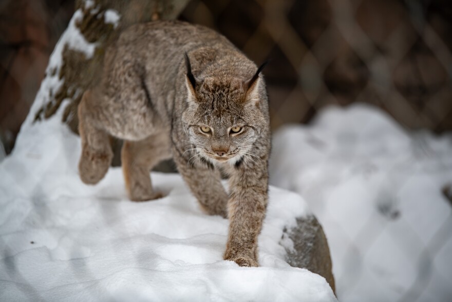 A lynx walking in the snow
