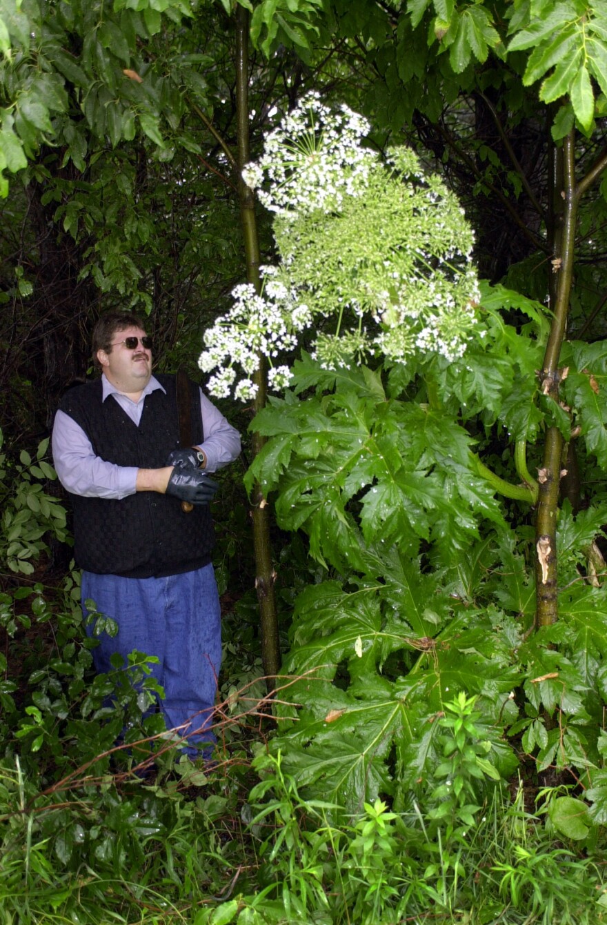 Pennsylvania Department of Agriculture agent Michael Zeller stands beside a flowering a giant hogweed plant before cutting it down and spraying it on a farm in McKean, Pa.