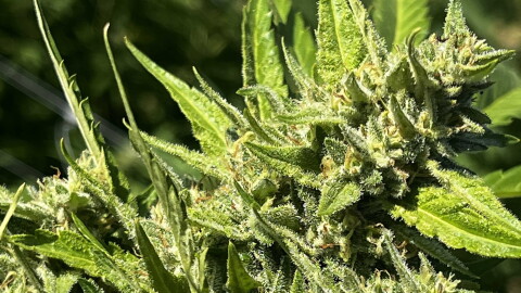 A cannabis plant from High Maintenance Farms in Socorro, whose owner, Matt Kennicott, is also the executive Director of the Cannabis Association of New Mexico. Kennicott said dozens of retailers had contacted him Friday experiencing technical issues during the rollout of the new state-mandated tracking system, issues that are costing them tens of thousands of dollars.