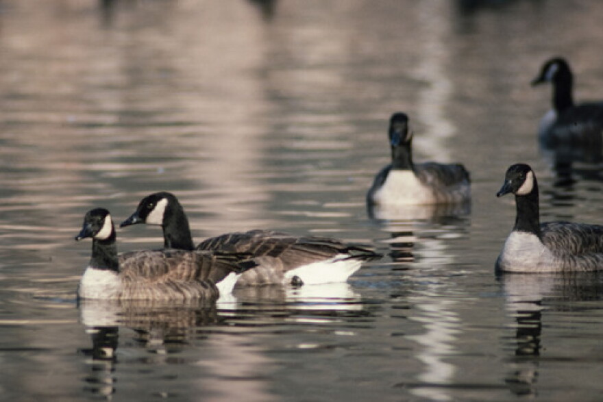 Geese SCW Jan/Feb 1988
