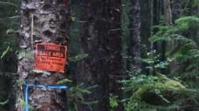 A timber sale sign is posted in the Tongass National Forest on Prince of Wales Island. The state is in court again, trying to end the U.S. Forest Service’s roadless rule, which limits logging and other development in the Tongass. (KRBD file photo)