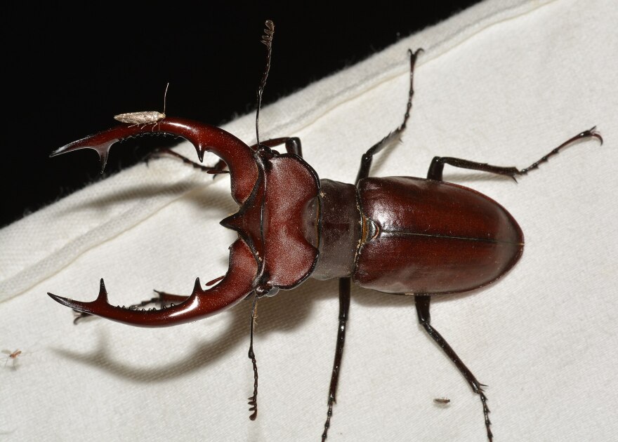 Giant stag beetle