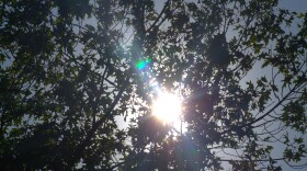 Sunshine peeking through tree leaves on Michigan State University's campus on July 14, 2026.