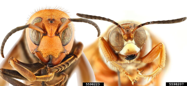 The Murder Hornet is on the left, the kindler, gentler Cicada Killer Wasp is on the right. Note the Murder Hornet has a much bigger head than the wasp.