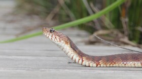 A banded water snake