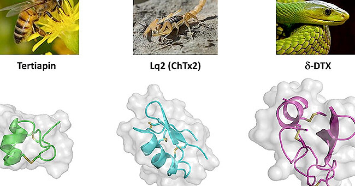 Deadly Venom Can Be Turned Into Disease Treatments WUSF Deadly Venom Can Be Turned Into Disease Treatments WUSF